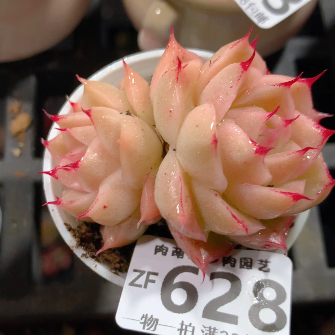 5CM拇指盆精控多肉ZF628