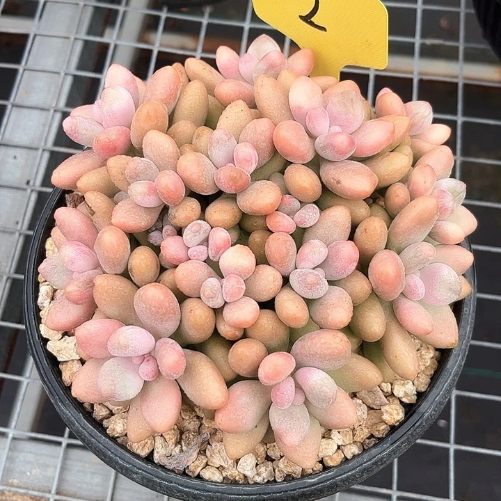 蜜多丽2号码牌子的话题