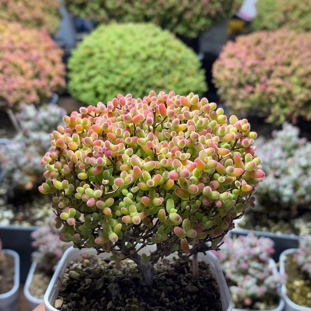 糜***鹿蜜橘糖球4342枝干番杏