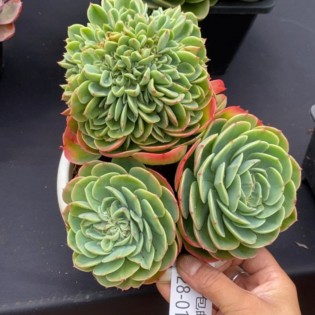 可***鸭夏悦多肉8028-18埃斯梅拉达