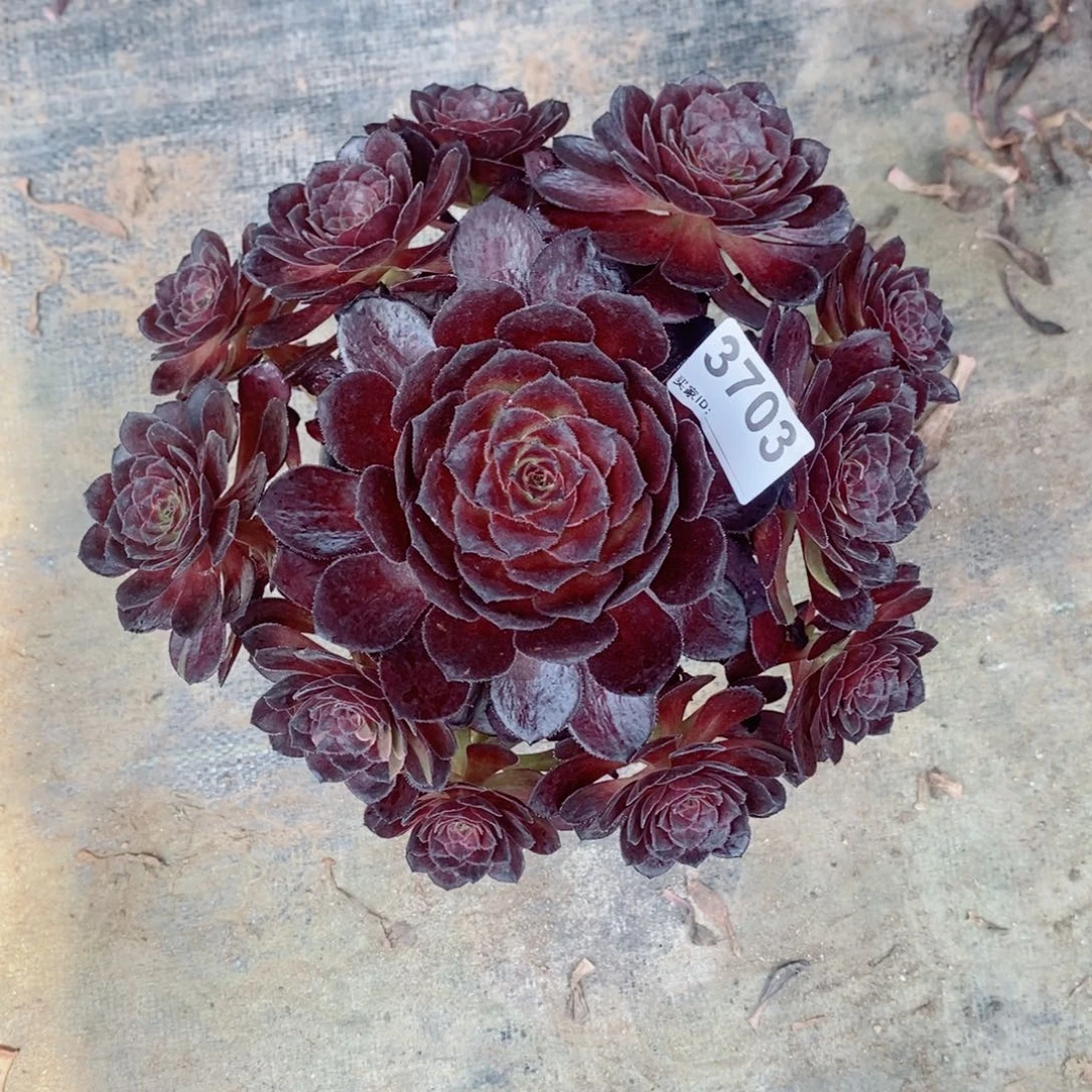 花花公子3703多肉1111