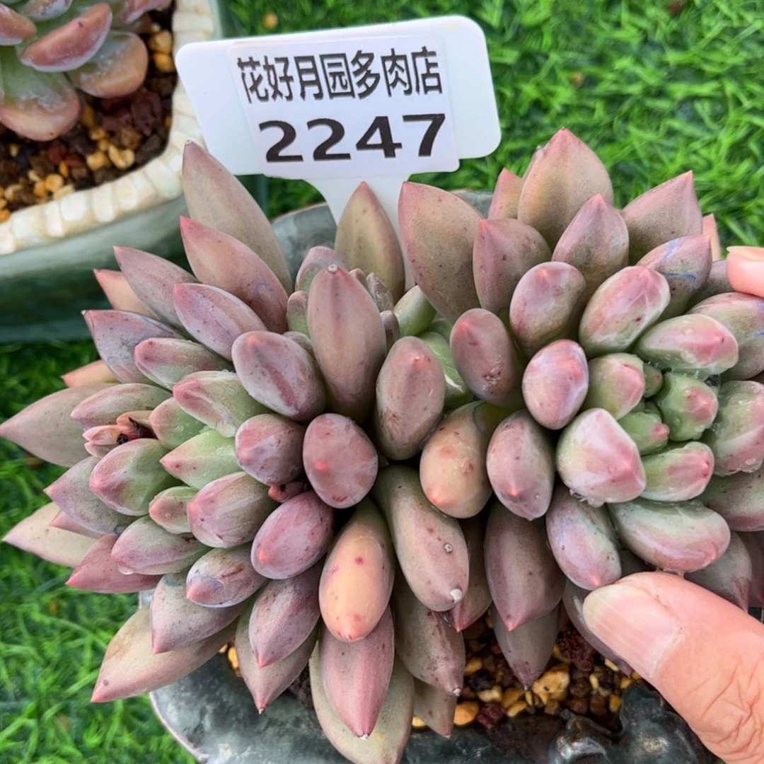 华***瑟多肉植物带盆2247