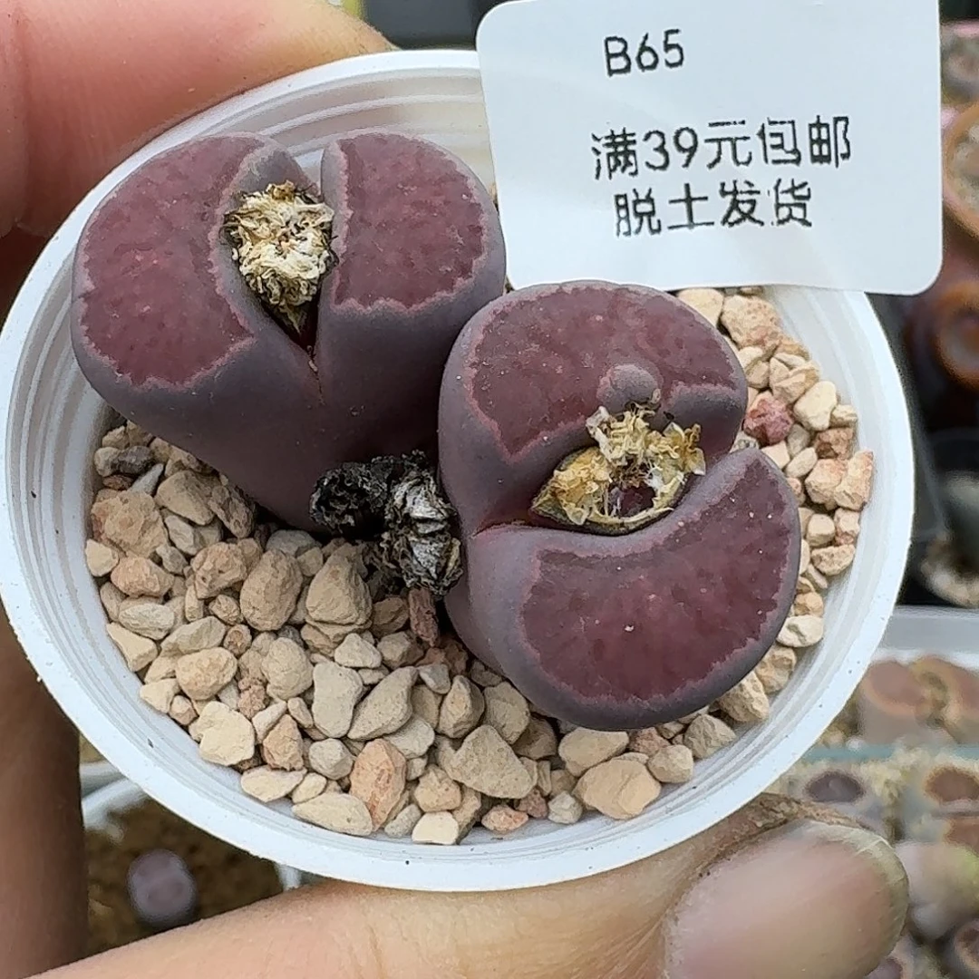 65多肉哈哈哈哈哈哈哈