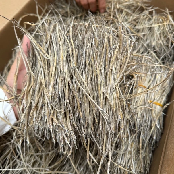 【大海货】六角海珑 煲汤料