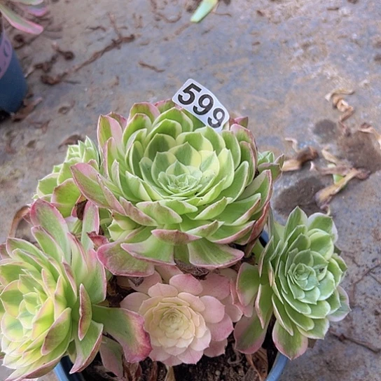 茜***。多肉植物一个海王