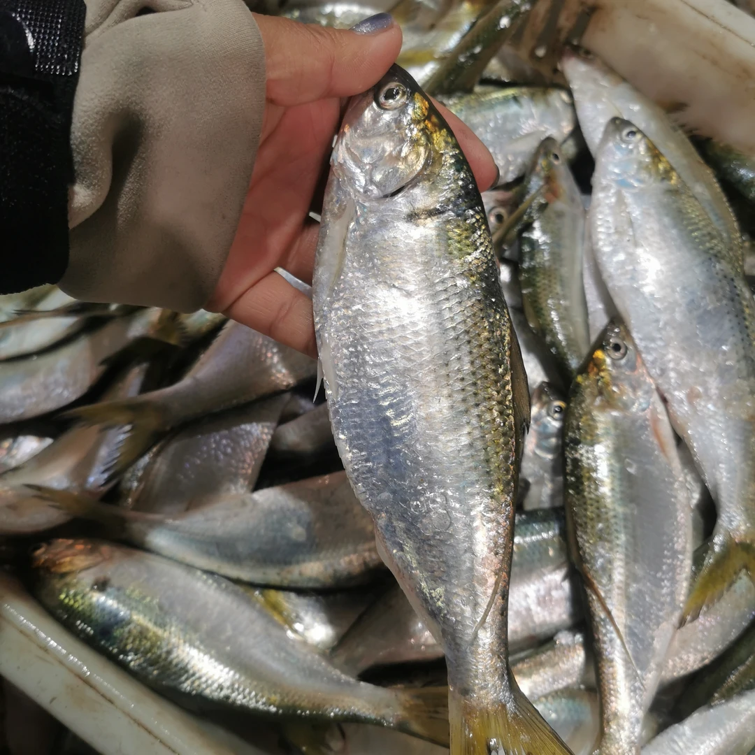 新鲜野生赤炎鱼新鲜海捕冷冻海鱼肉质鲜香小刺少