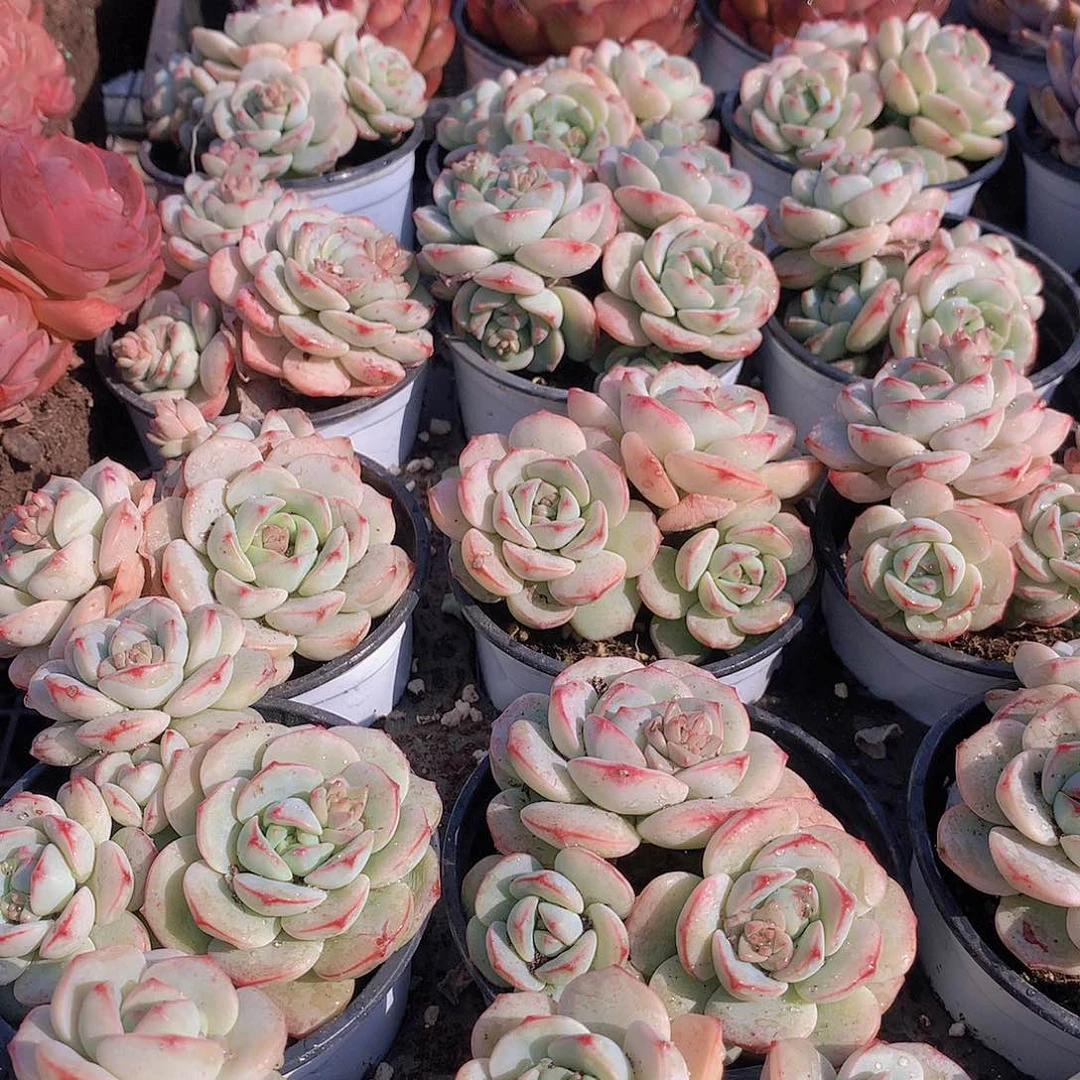 香草碧斯23455677882456777