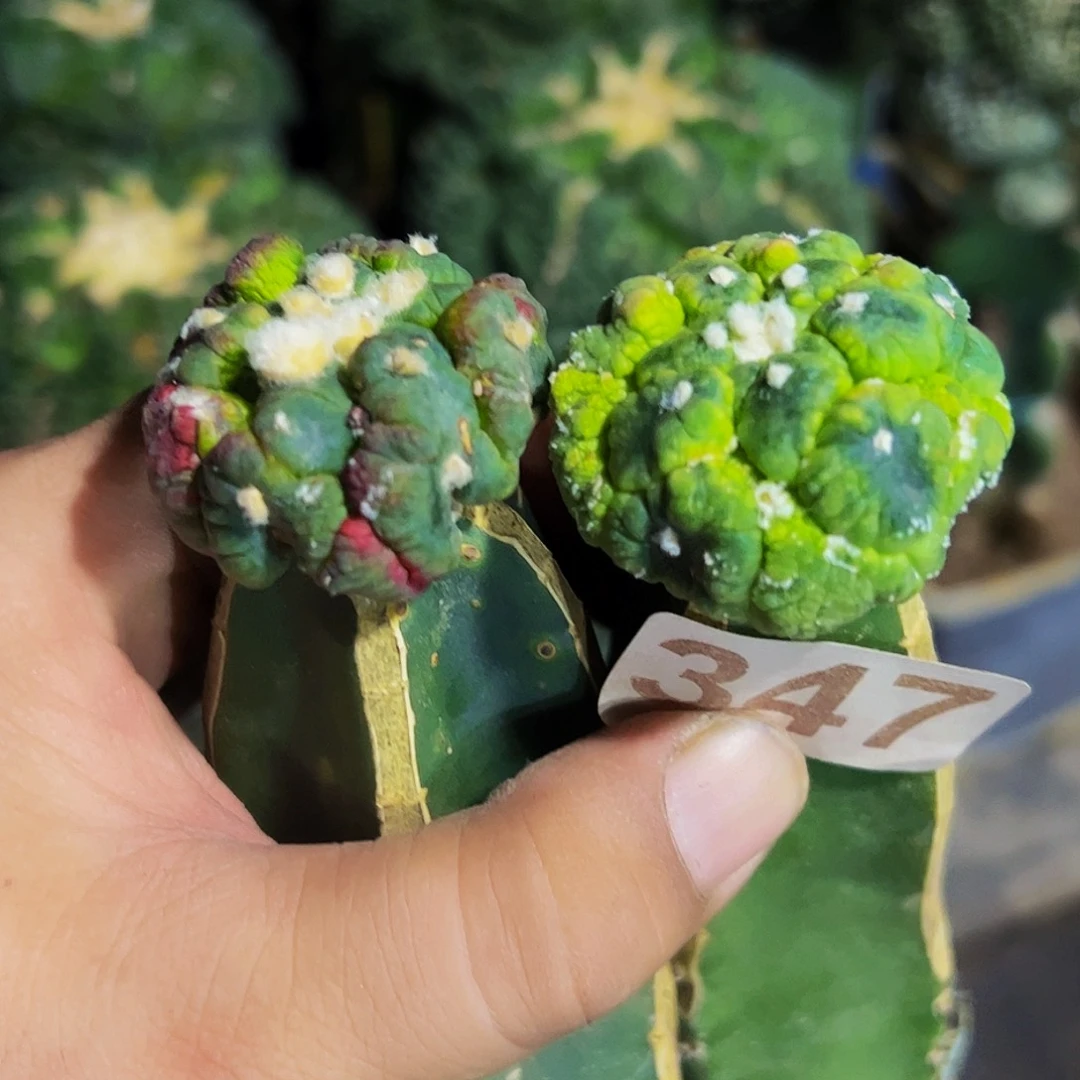 。***℡无花朵福利两颗怪兜缀化347