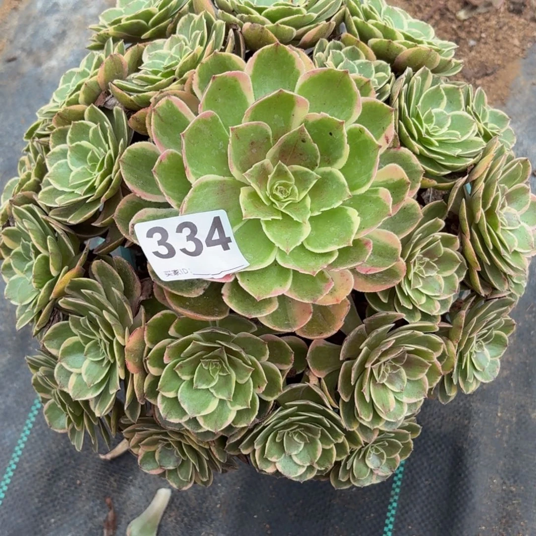 334粉花妖多肉植物大