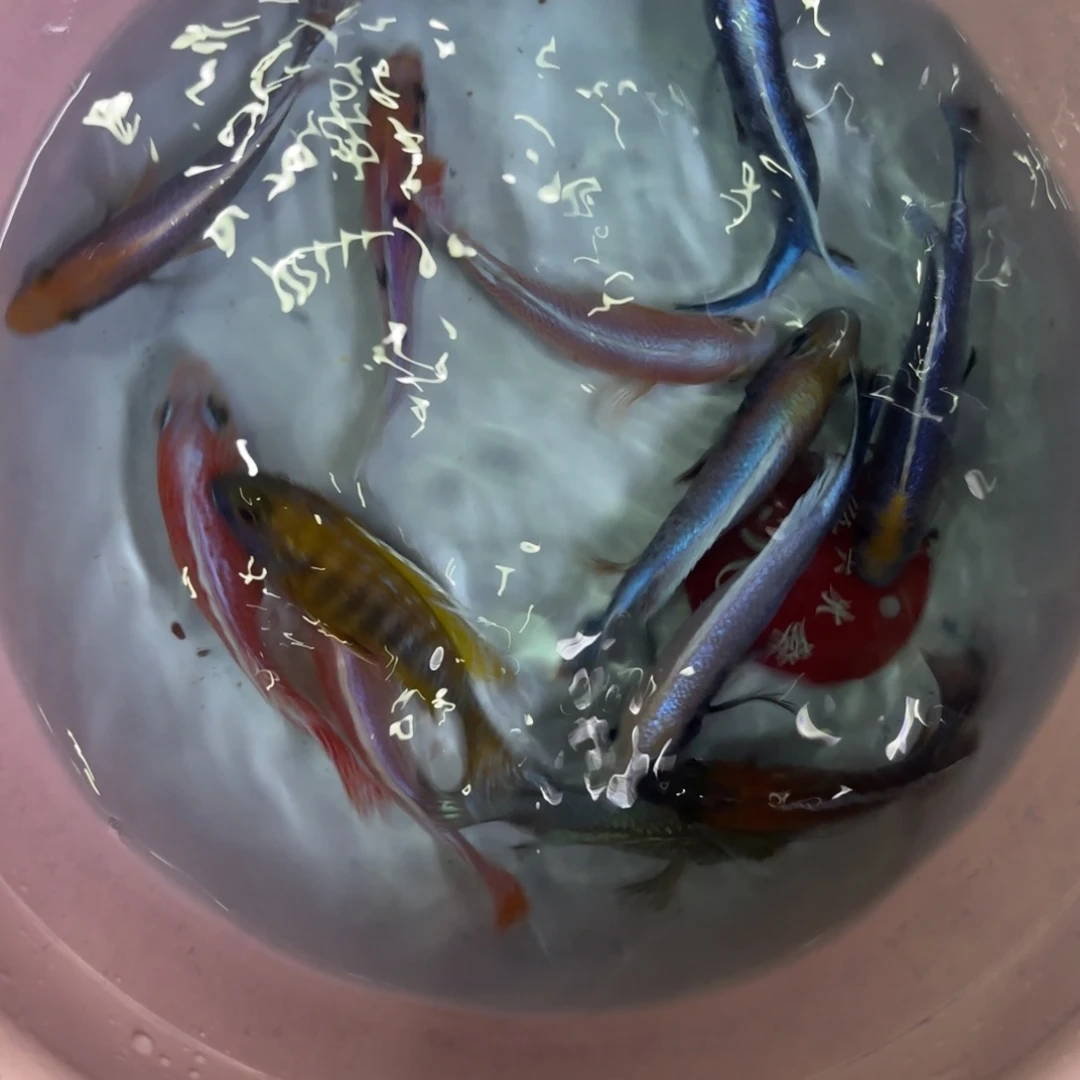 阿***峰慈鲷鱼直播36号12条其中备损2条