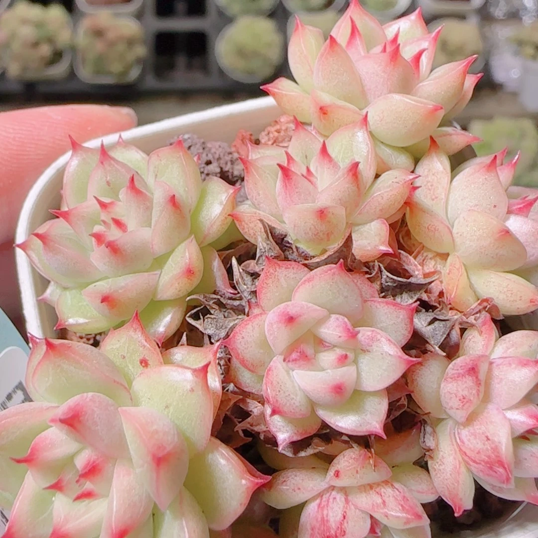 花语逸镜1104-308散