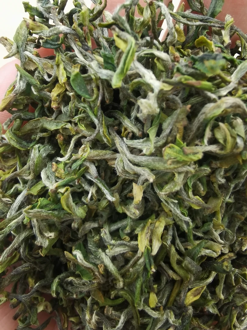 日照绿茶露天头采