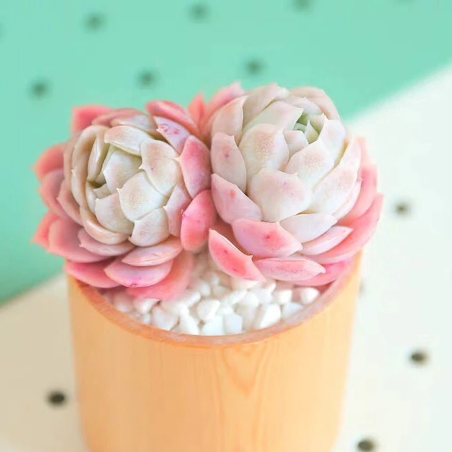 【满9.9包邮】草莓贝瑞双头5cm盆多肉植物以直播间展示为准