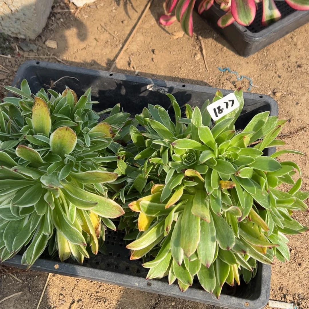 77伊丽莎白多肉植物山东量