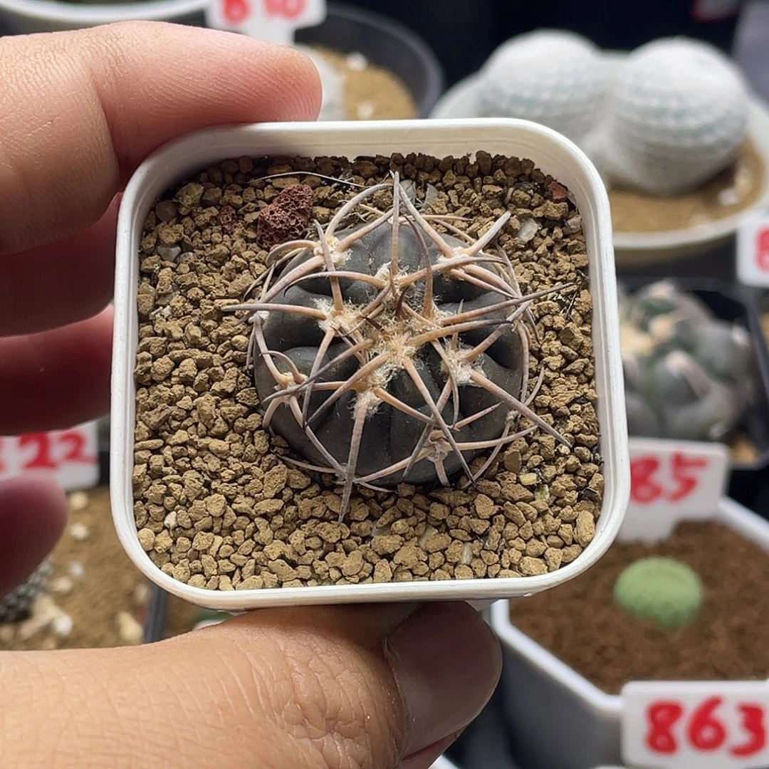 实生九刺天平丸仙人球 包邮