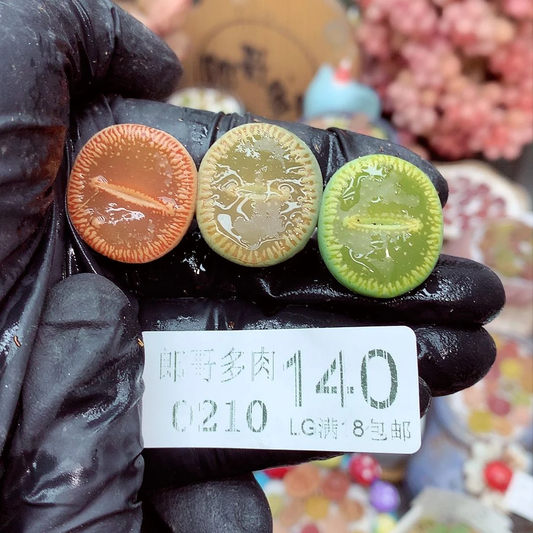 生石花满18包邮10-140