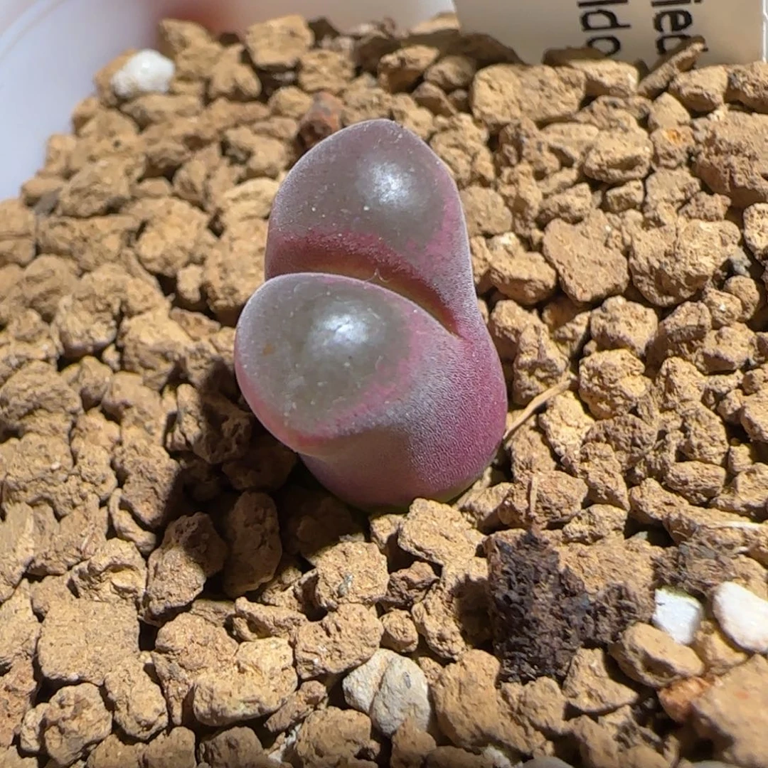 肉锥多肉植物组合-超级熊猫1135