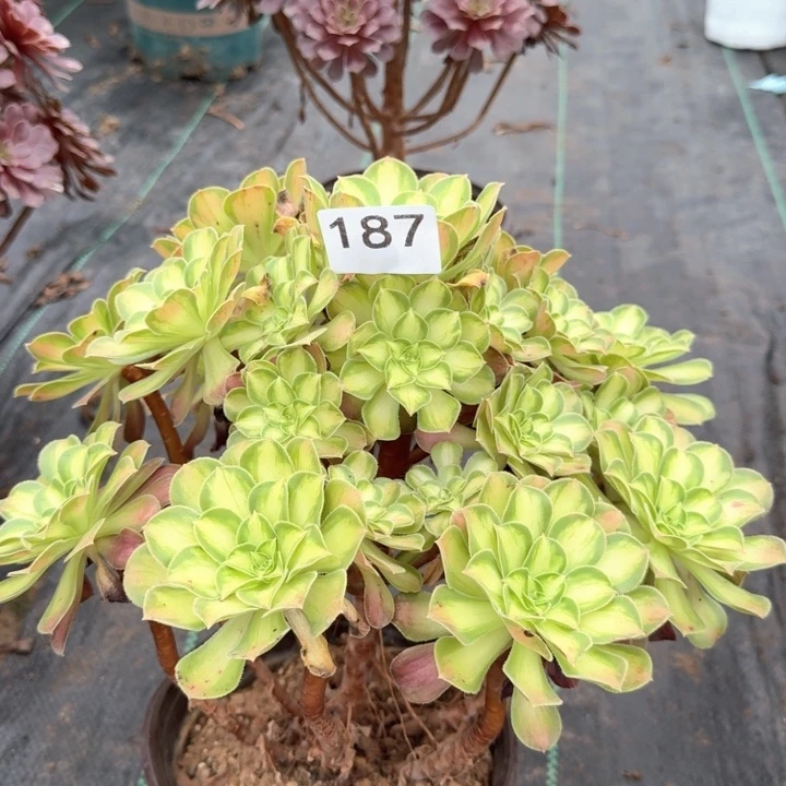 小***幸韶华法师一颗，187