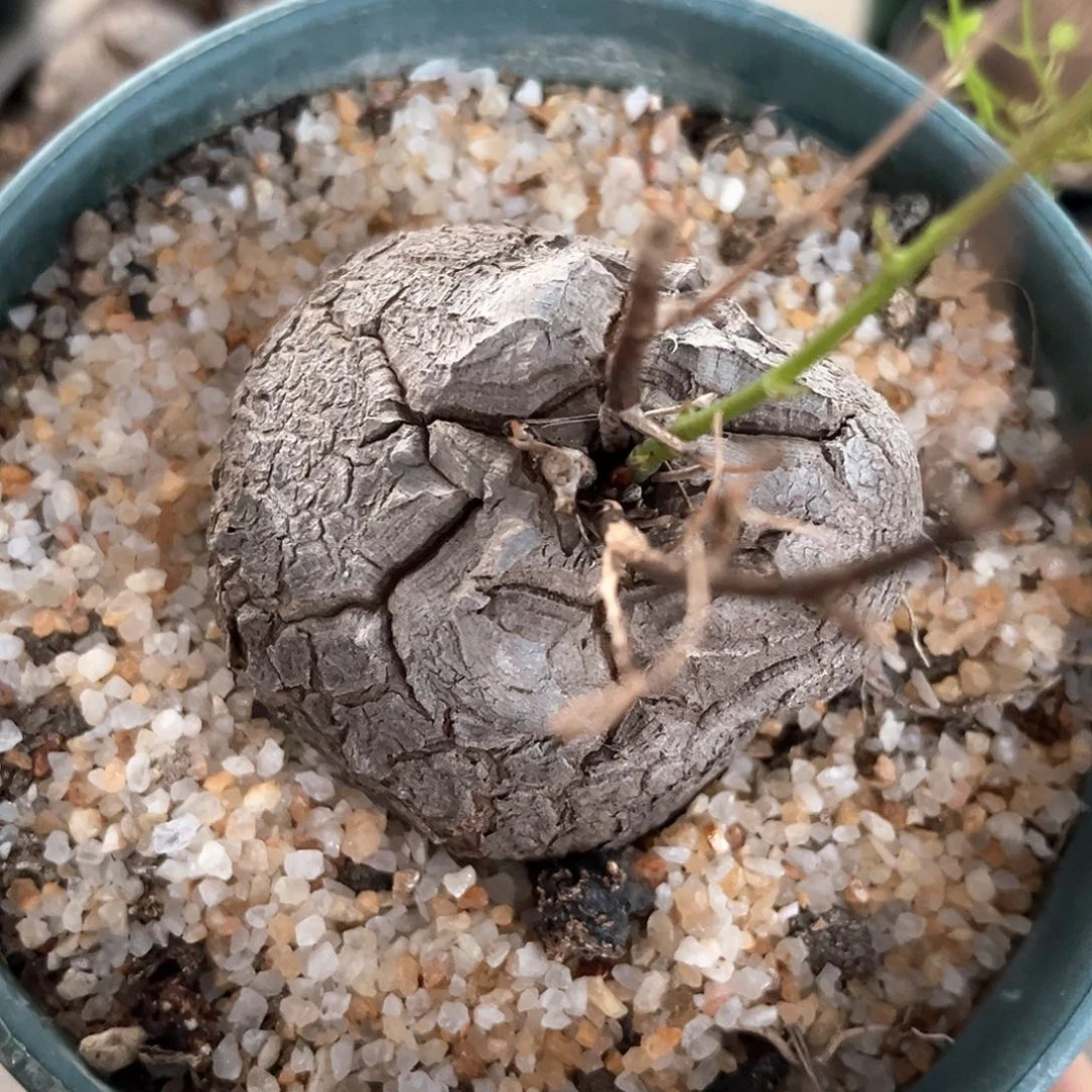 潮流植物优选异形龟，圆润