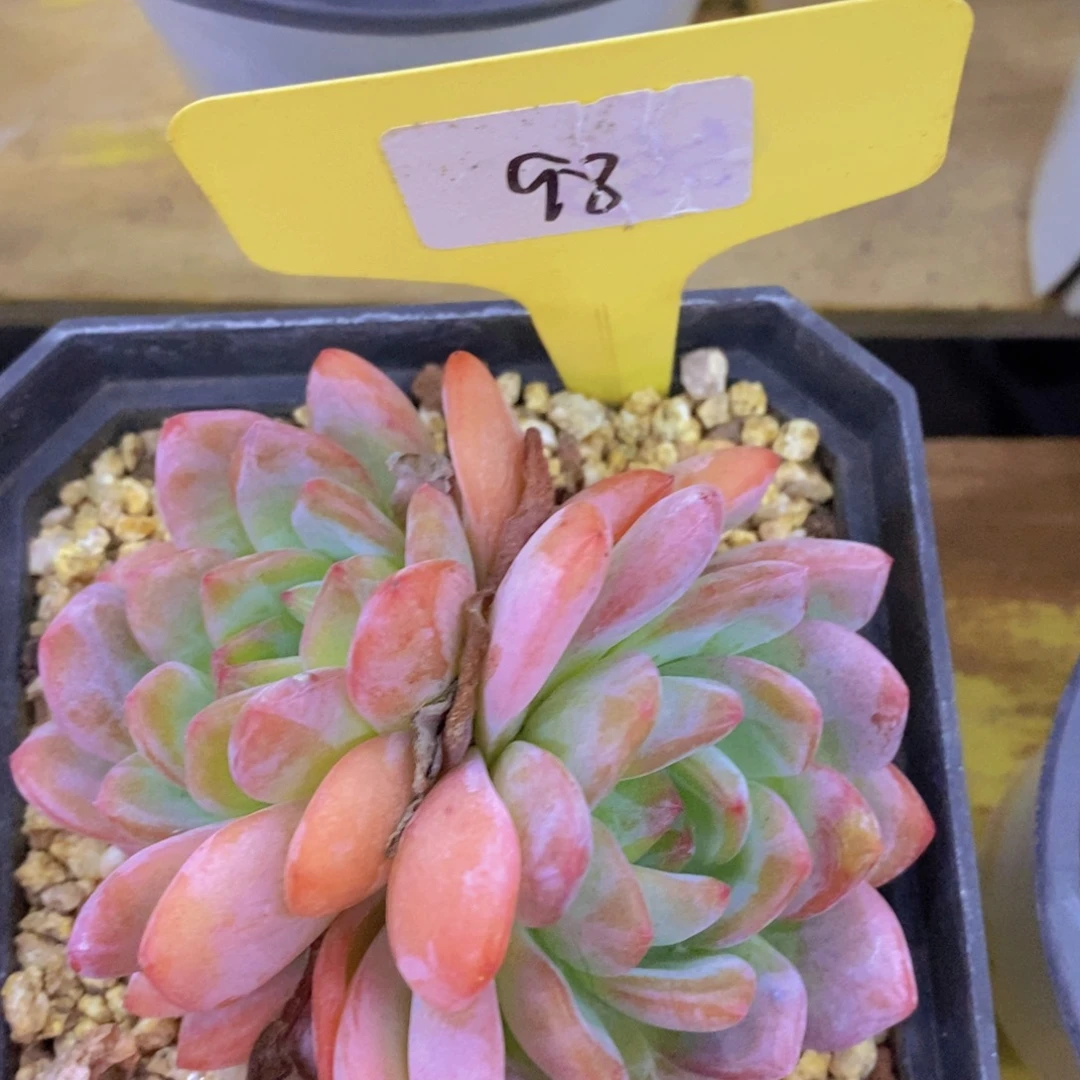 首播，开心多肉，福利