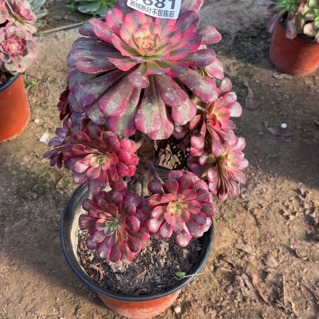 M. 1681月蝉多肉，aaeee