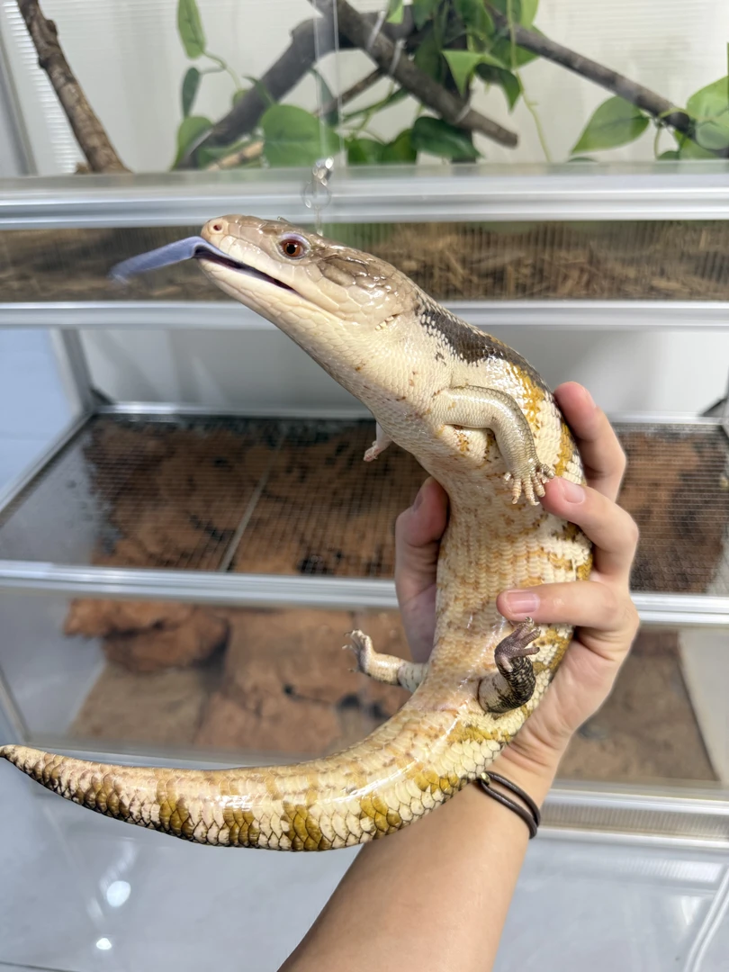 澳系蓝舌石龙子宠物温顺