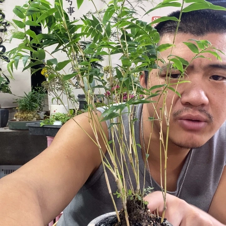 潇***朵以实际为准盆景绿植盆栽76