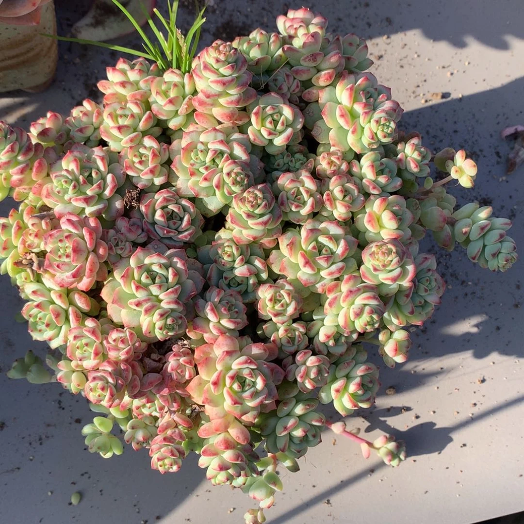 焦糖精灵一物一拍