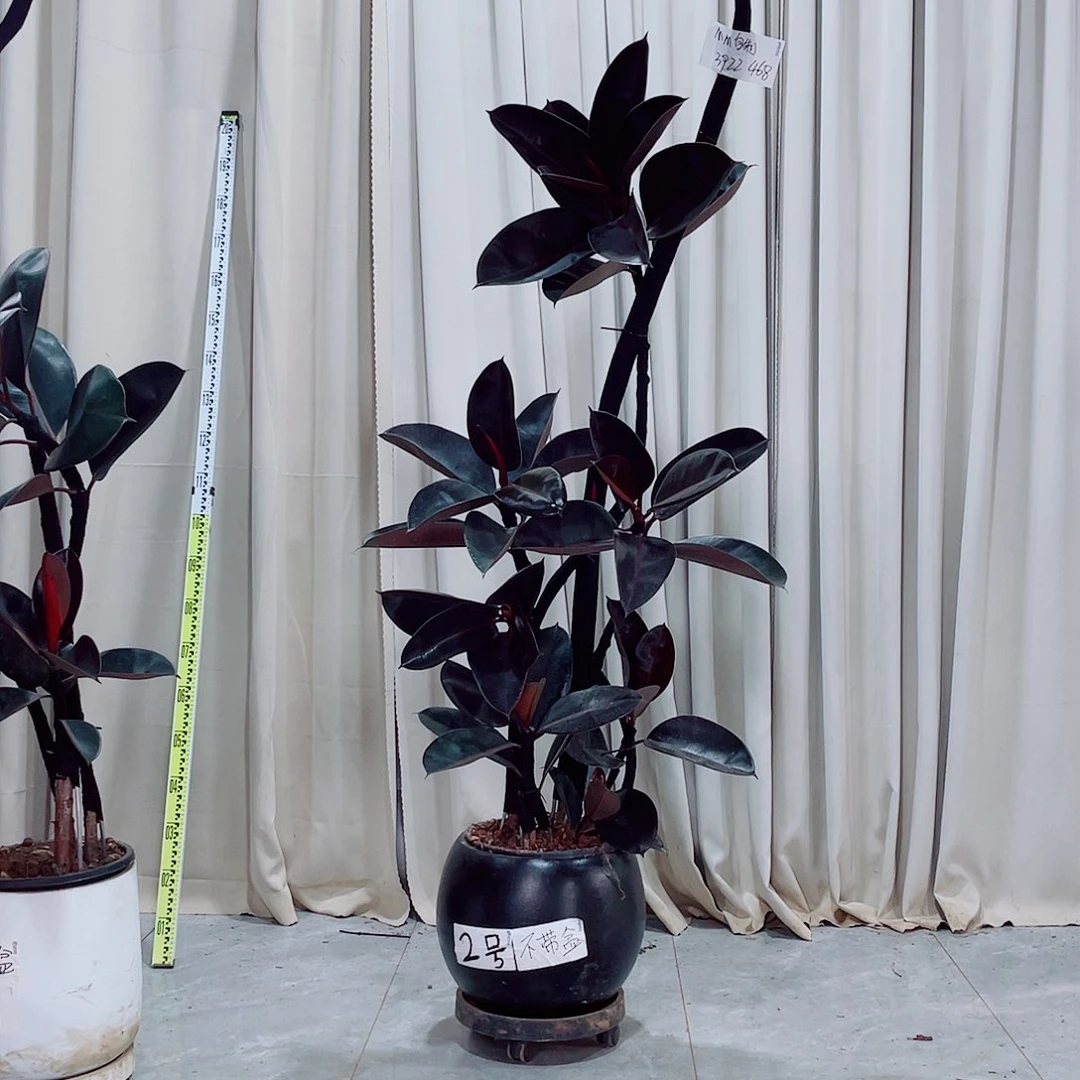 468平平安安健健康康