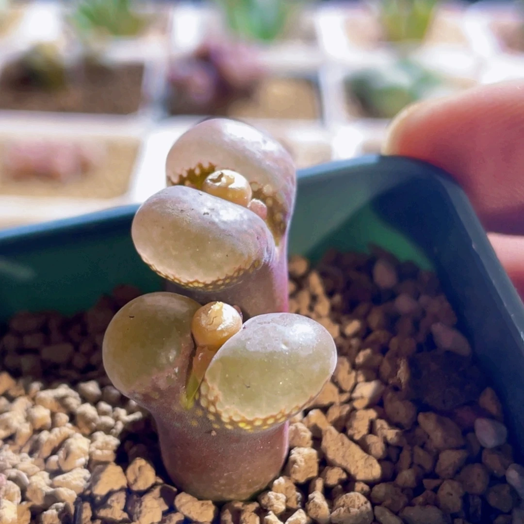 双头粉窗红风铃植物一物一拍