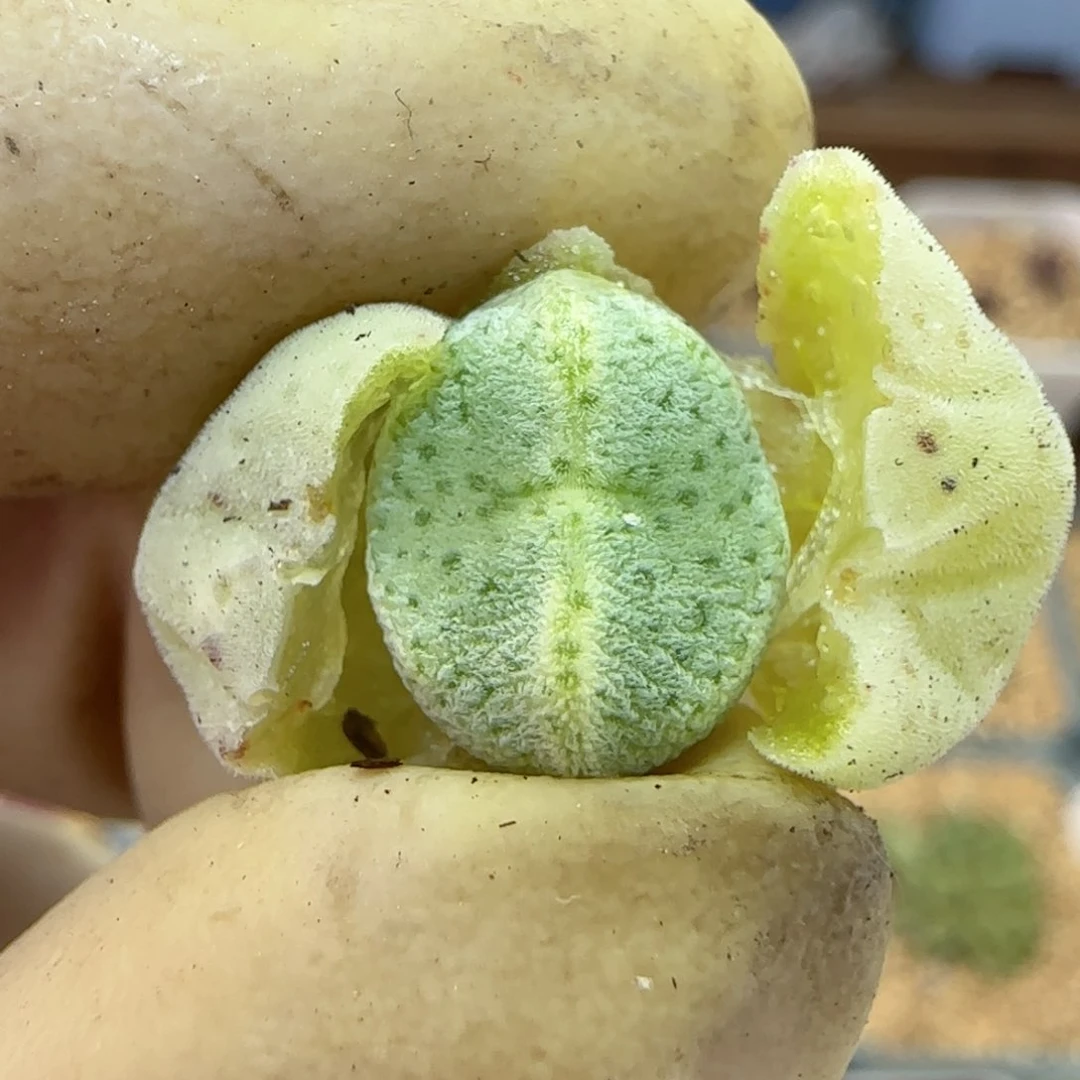 328绿豆糕绿豆糕