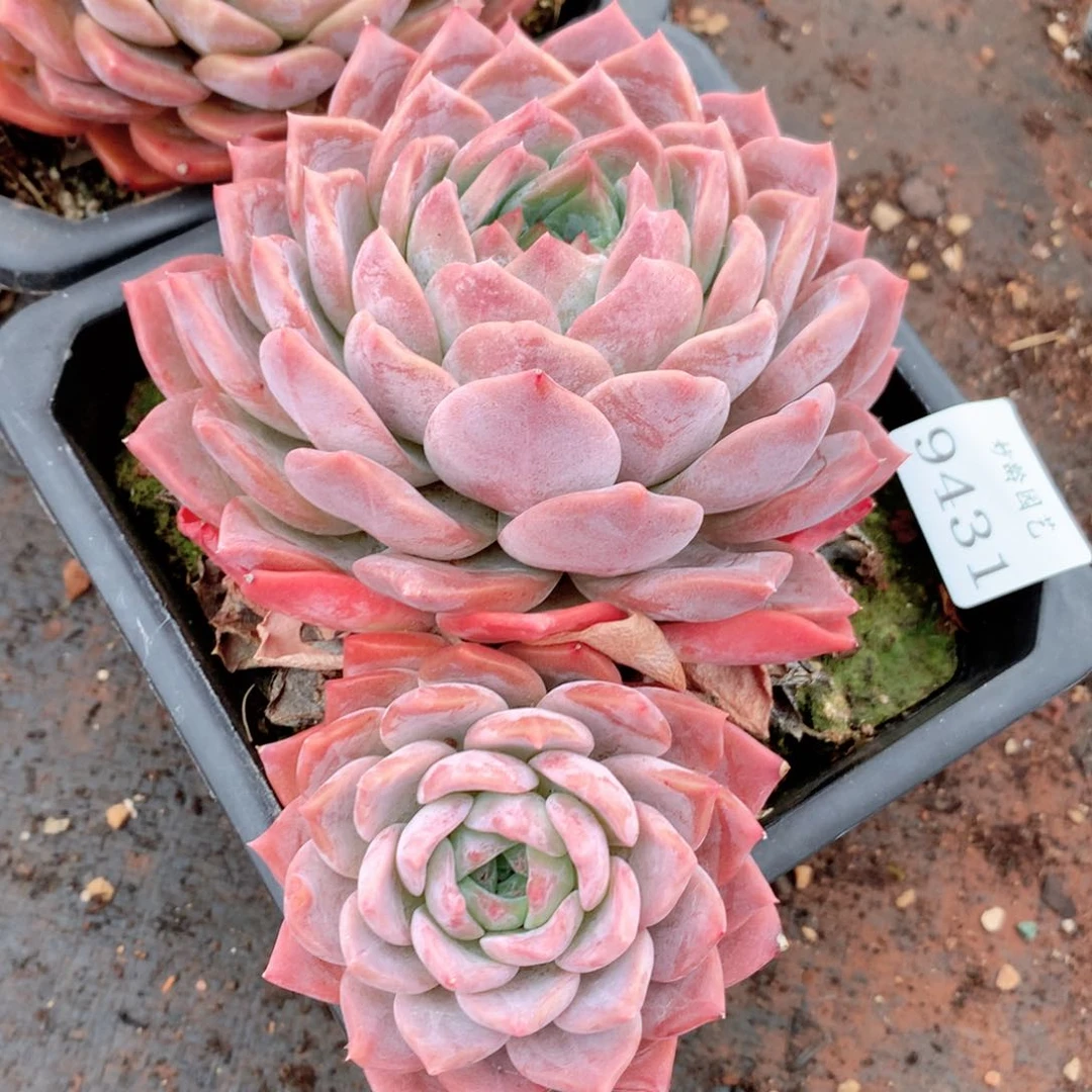 9431新年快乐发发发