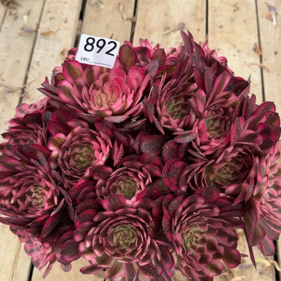 892白月光多肉植物