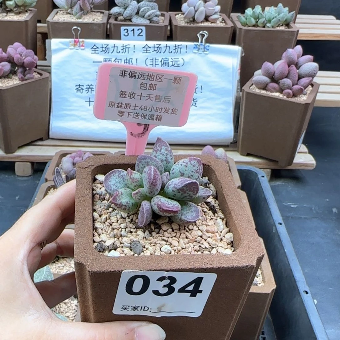 034艾薇多肉植物