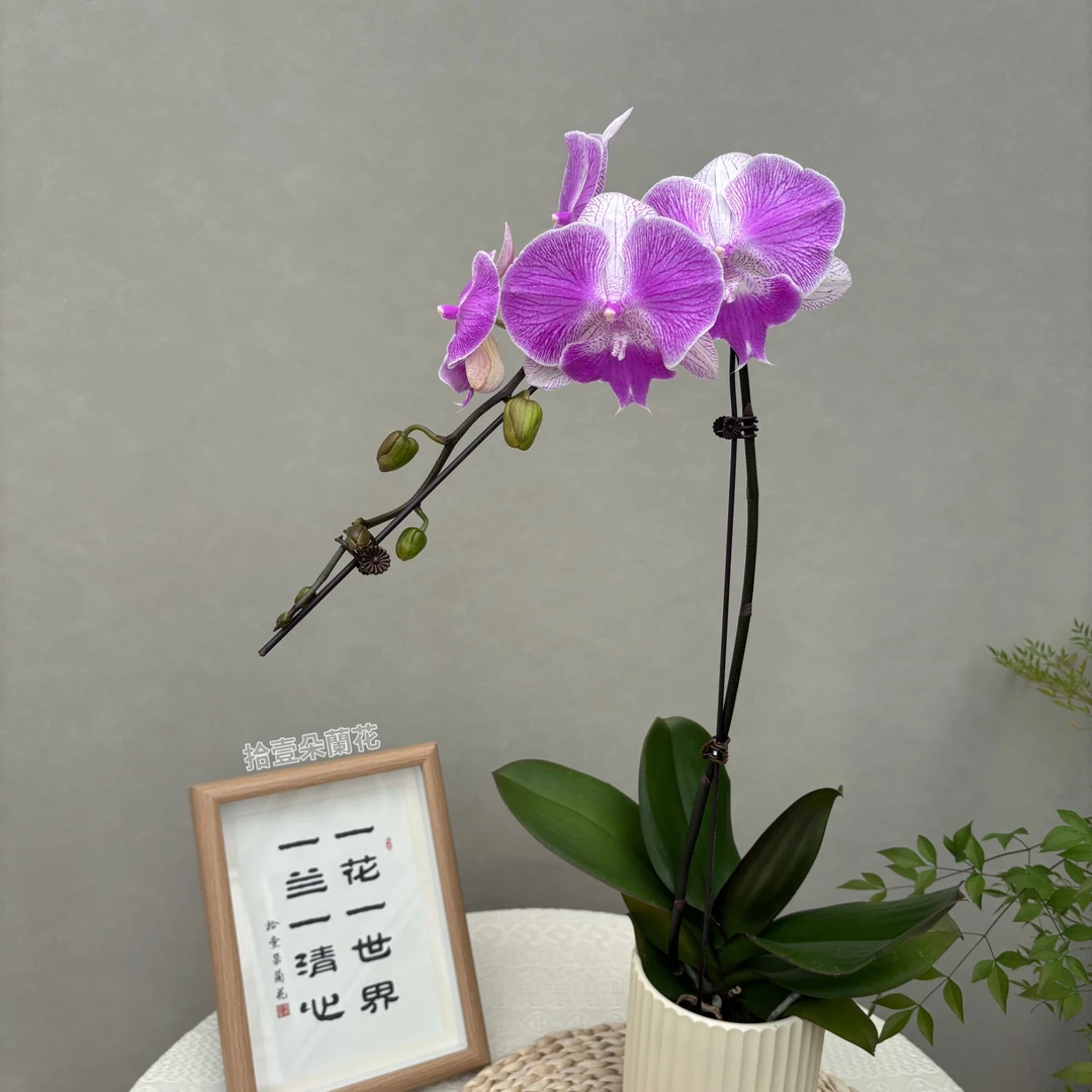 蝴蝶兰【梦露】3寸开花株