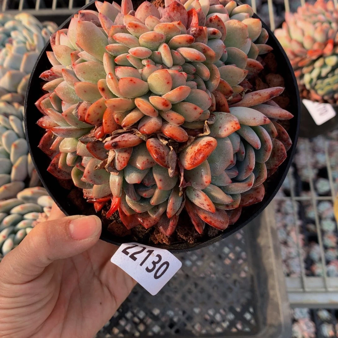 22130全明星缀嗯嗯嗯