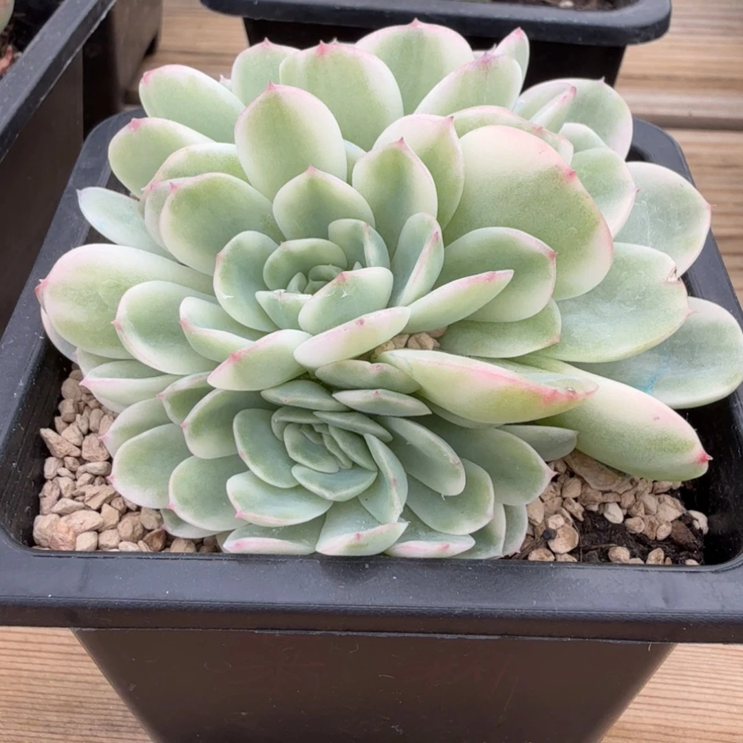 茉莉 安吉园艺锦锦