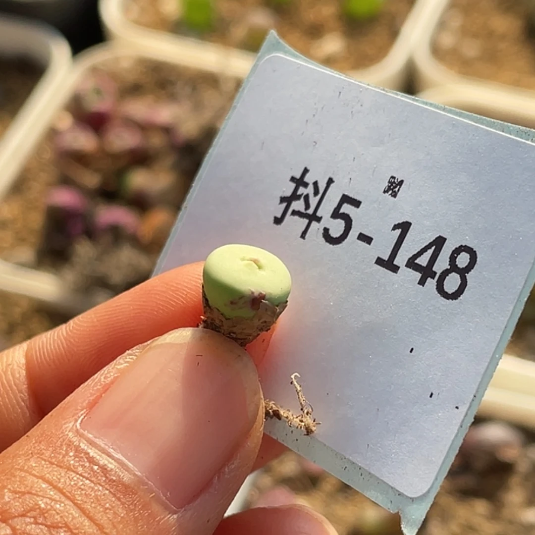 水***冻5-148肉锥多肉植物