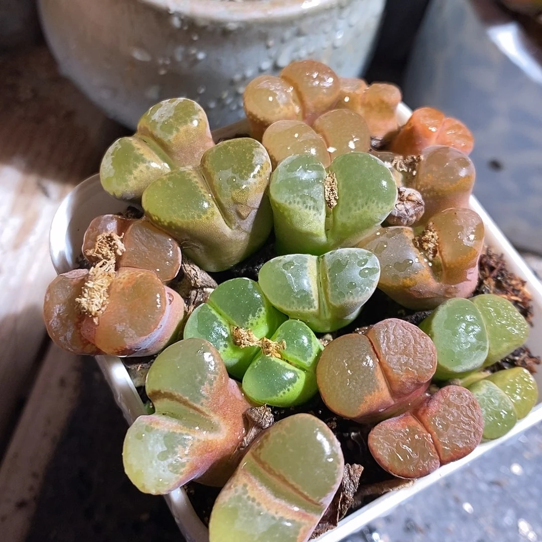 一颗双头母本彩风铃。