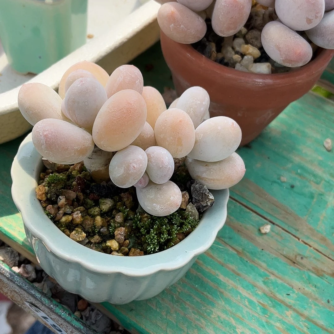 多肉植物的生长发育