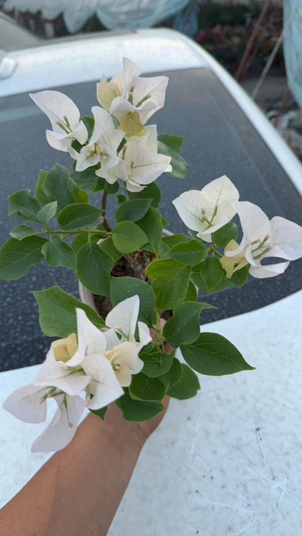 【新疆包邮】啊达喜悦三角梅阳台庭院四季勤花