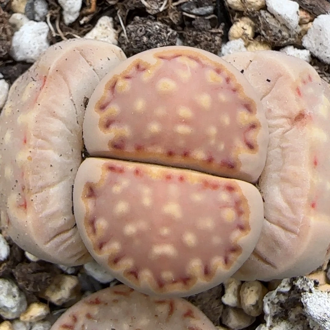 3.27。 203饼干。 5042