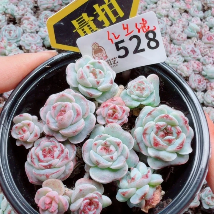 多肉植物多肉植物