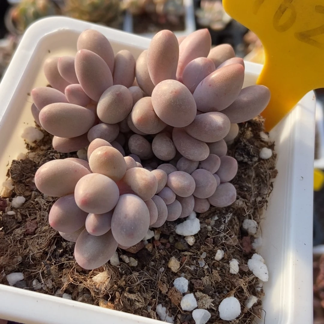 1625粉色恋人多肉植物