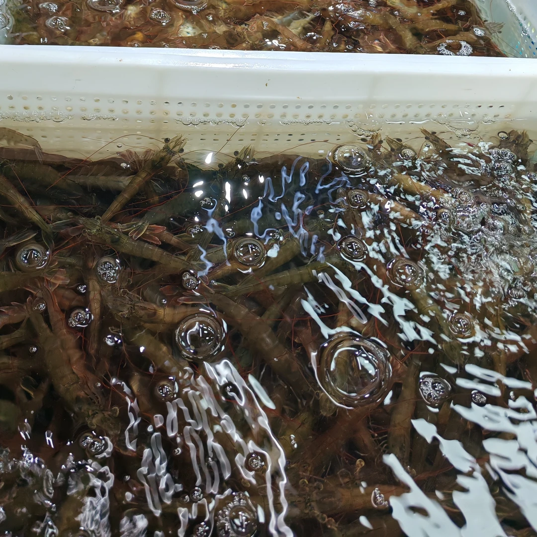 鲜活基围虾250克