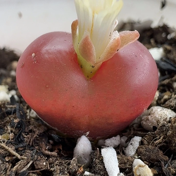 老马生石花1.9吕红3016