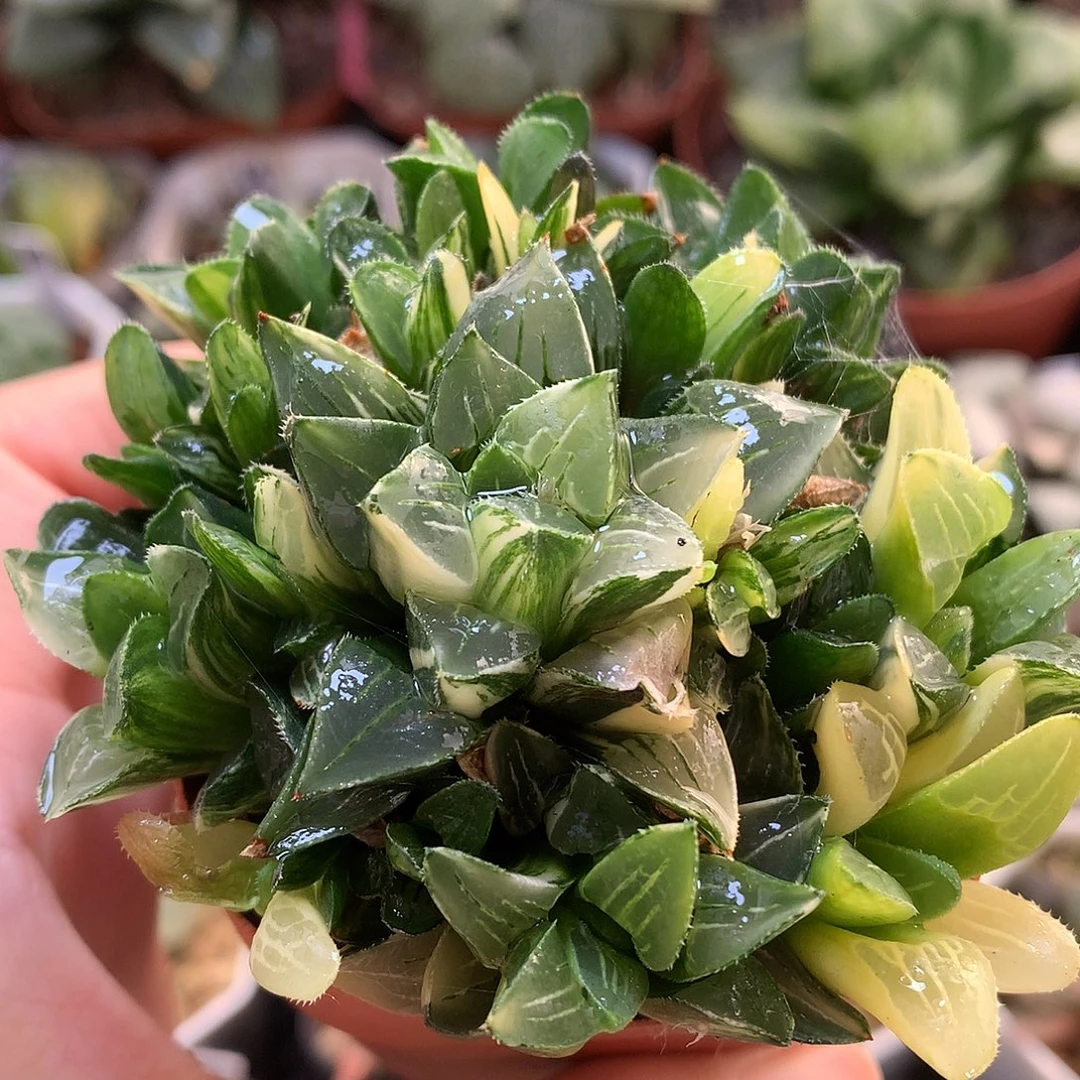 姬寿锦带盆一下lolonvz