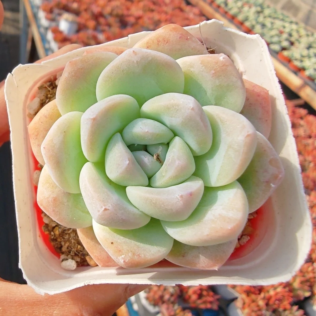奶油冰玉满15包邮多肉植物 新手好养好活 阳台庭院必备