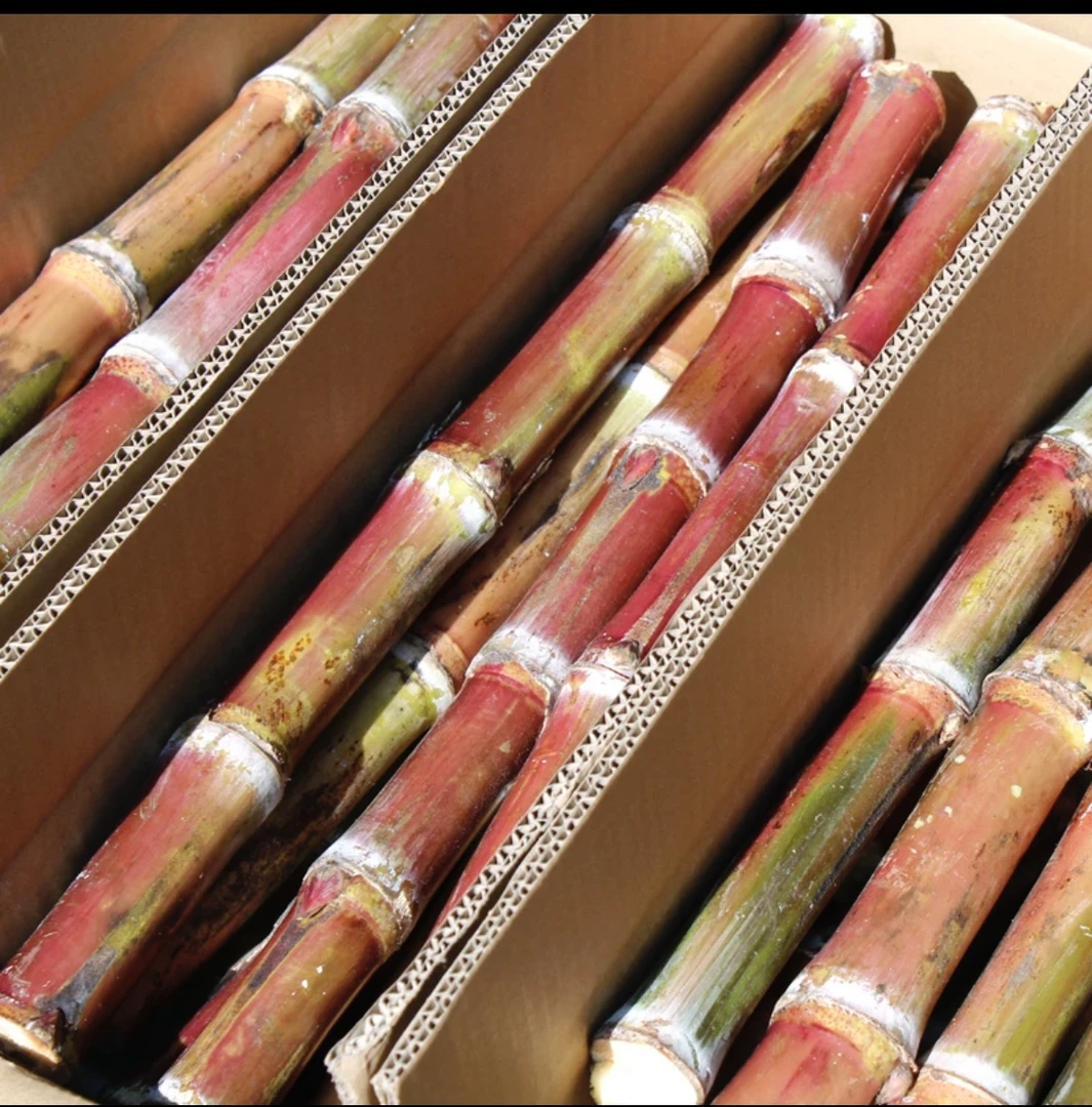 【幺弟专属】云南老品种红皮脆皮甘蔗现砍现发（精选无虫无裂装）