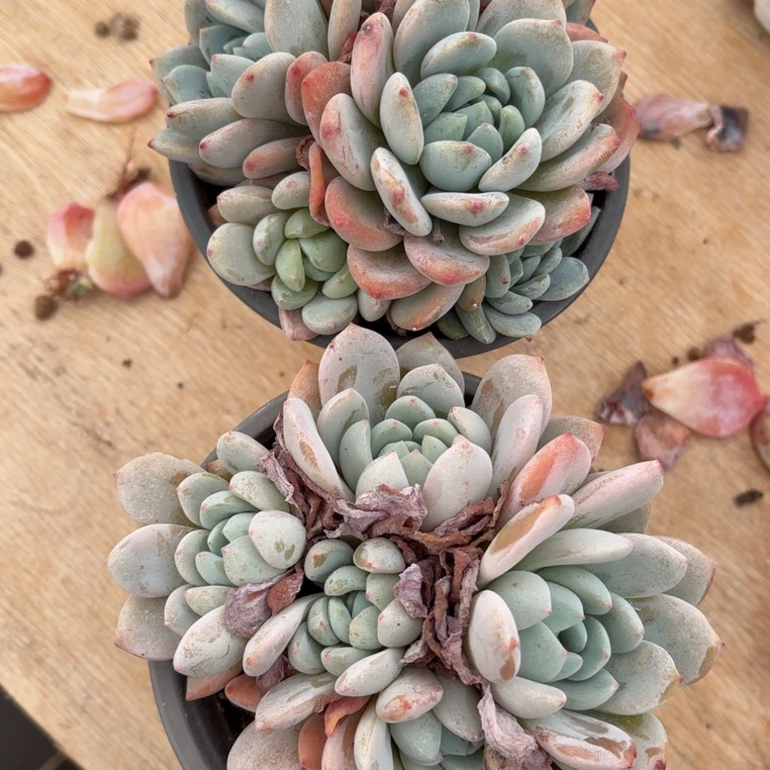 小鹿姐的两个冷香寄养